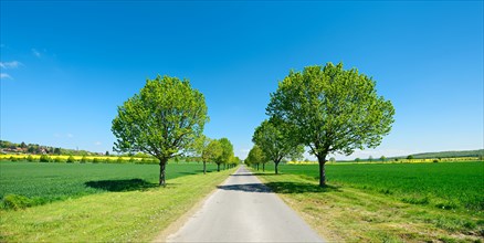 Alley of lime trees through cultivated landscape under a blue sky in spring