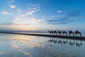 Camels loaded with rock salt slabs walk at sunset through a salt lake