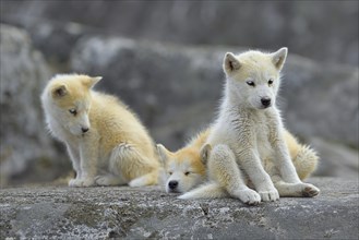 Three young Greenlandic dogs sitting on a rock slab