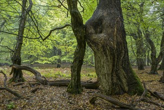 Tree trunks of old trees and dead wood