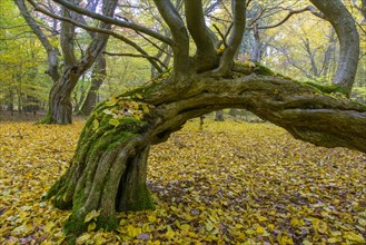 Autumn in the jungle Baumweg