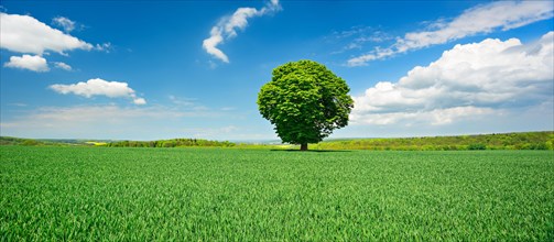 Large solitary horse chestnut on green field