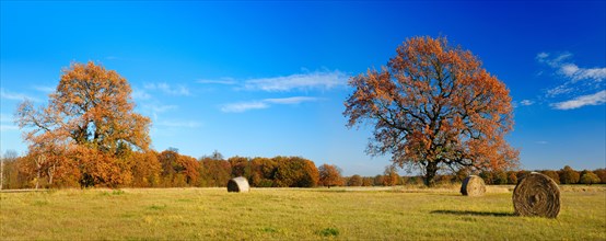 Bales of hay and old solitary oaks on meadows in the Elbe floodplain in autumn