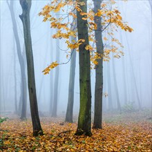 Deciduous forest with dense fog in late autumn