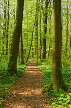 Hiking trail winds through semi-natural beech forest in spring