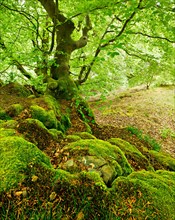 Gnarled old beech on rocks with moss in spring