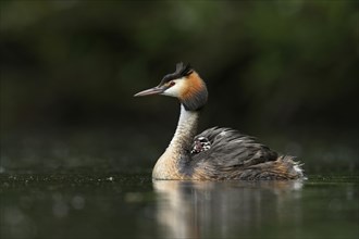 Great crested grebe