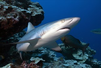 Grey reef shark
