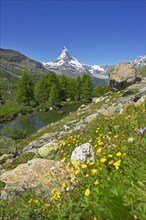 Alpine meadow of blossoming yellow flowers at the Grindjisee