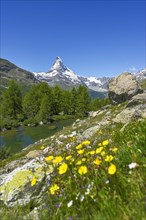 Alpine meadow of blossoming yellow flowers at the Grindjisee
