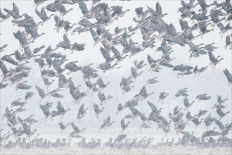 Flying geese in snow flurries