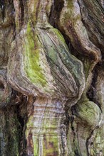 Adulterated trunk of an old beech tree