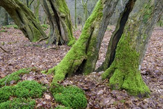 Old mossy tree trunks