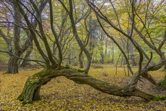 Autumn in the jungle Baumweg