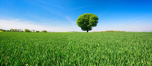 Large solitary horse chestnut on a green field