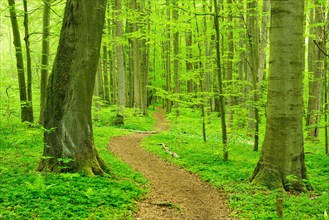 Hiking trail winds through semi-natural beech forest in spring