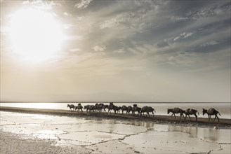 Donkey caravan loaded with rock salt plates on the way through a salt lake