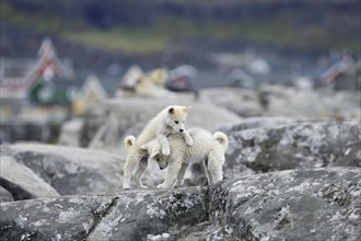 Two playing young Greenlandic dogs on a rock slab