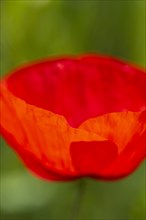 Flowering red poppy