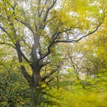 Autumn in the jungle Baumweg