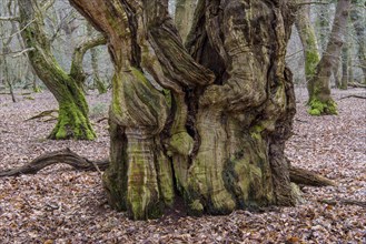 Intergrown trunk of an old beech