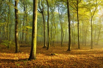 Hornbeam forest in autumn