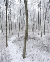 Snow-covered hiking trail through beech forest in winter