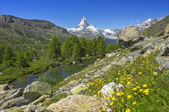 Alpine meadow of blossoming yellow flowers at the Grindjisee