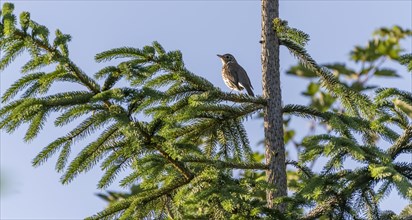 Song thrush