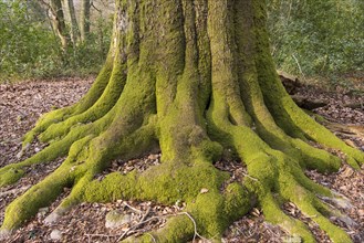 Moss-covered roots of an old beech