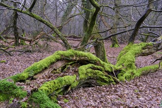 Old trees in the jungle Baumweg