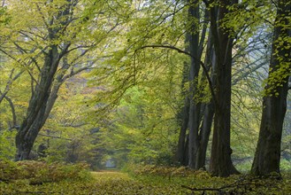 Autumn in the jungle Baumweg