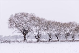 Pollarded willows in snow