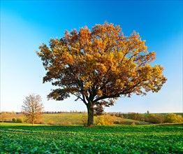 Solitary oak on field with rape Winter sowing in autumn