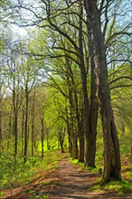 Hiking trail to Leuchtenburg in spring