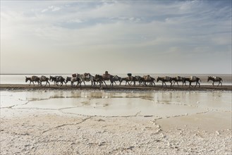 Donkey caravan loaded with rock salt plates on the way home through a salt lake