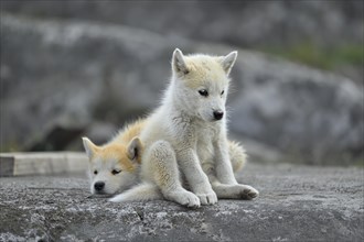 Two young Greenlandic dogs sitting on a rock slab
