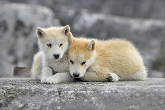 Two young Greenlandic dogs sitting on a rock slab