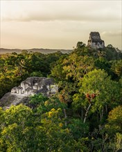 Mayan temple in the rainforest