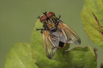 Caterpillar fly