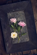 Three peonies in an embers tub on vintage wooden boxes
