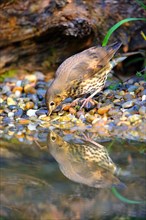 Song thrush