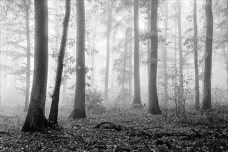 Deciduous forest with dense fog in autumn