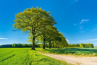 Old oak trees line a field path through green fields in spring