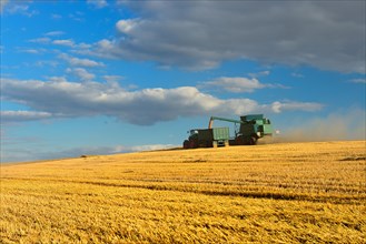 Combine harvester in cornfield harvests Barley