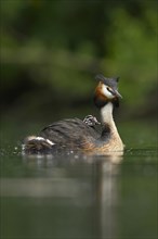 Great crested grebe