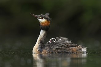 Great crested grebe