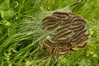 Collection of caterpillars