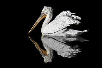 Pelican reflection on the water with a black background