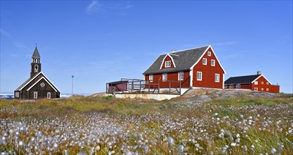 Cottongrass